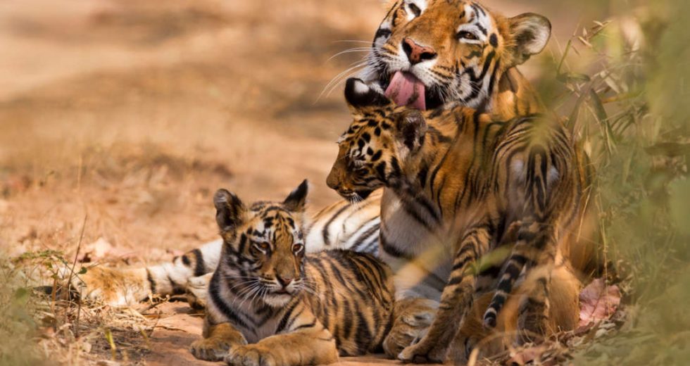 Tigres podem ser extintos em apenas dez anos